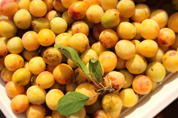 Mirabelle, Prunus domestica