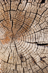 Fototapeta premium фактура срез дерева
