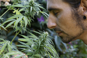 Haschisch Legalisierung