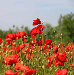 Wiese mit wildem Mohn vor blauem Himmel