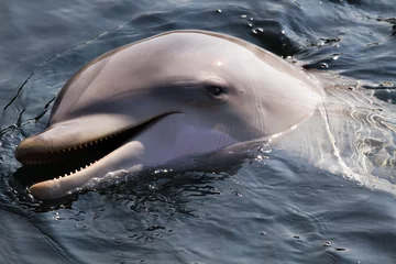 Fototapete Delfine Der Große Tümmler oder Tursiops truncatus