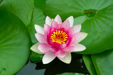 Pink lotus flower