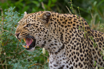 Growling leopard