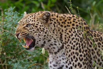  Growling leopard © Villiers