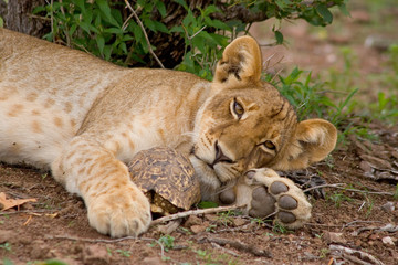 A lion cub lying on the ground