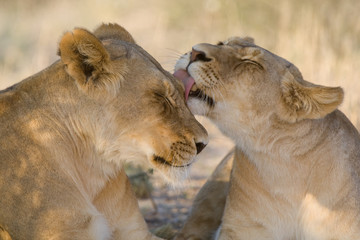 Lions grooming