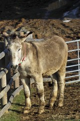 Fototapeta premium Portrait of a donkey adult