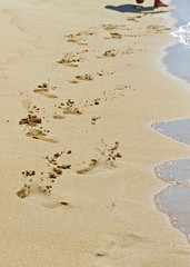 Spuren im Sand
