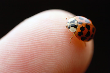 ladybug on fingertip