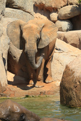 African elephants