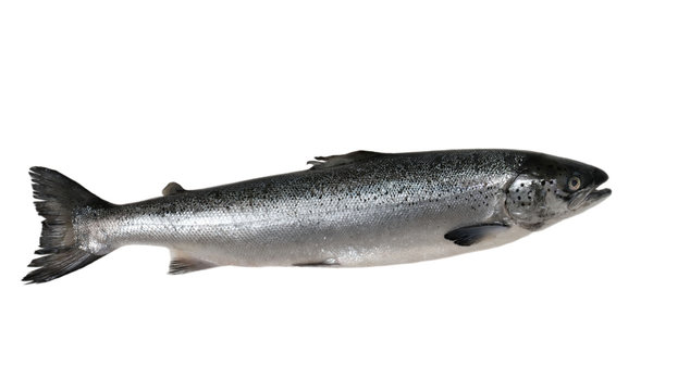 saumon