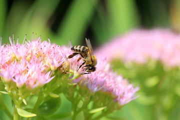 Bee on the pink Flower in the green Nature
