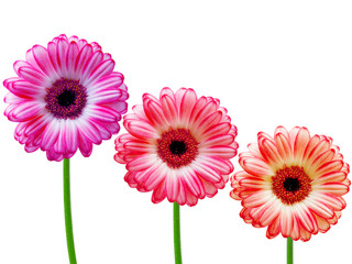 gerber flower isolated on white background