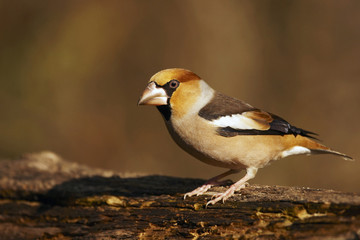 Hawfinch