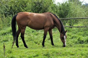Fototapeta premium animal, brown, farmland, landscape, nature, horse