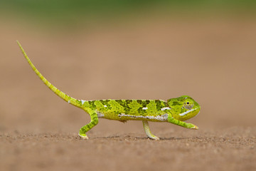 Small green chameleon