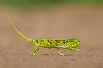 Afwasbaar Fotobehang Kameleon Small green chameleon