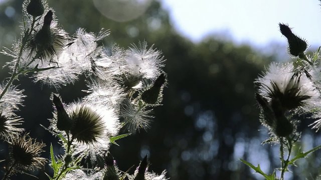 arbusto spinoso e giochi di vento