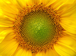 sunflower - obrazy, fototapety, plakaty