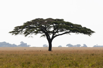 Serengeti acacia tree