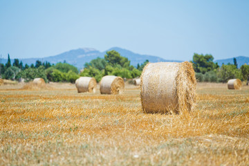 haystack on a field