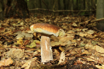 The white Summer Boletus in the Forest