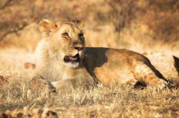 Löwin in freier Wildbahn - Zimbabwe, Afrika