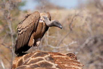 A white-backed vulture sitting on a giraffe carcass
