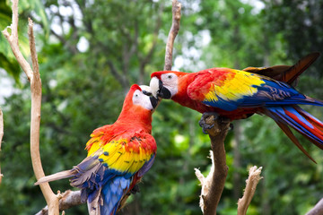 Love Parrot