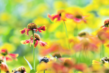花,野花,