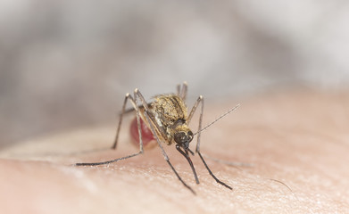 Mosquito sucking blood, extreme close up