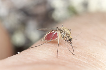 Mosquito sucking blood, extreme close up