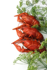 Boiled crayfish with dill