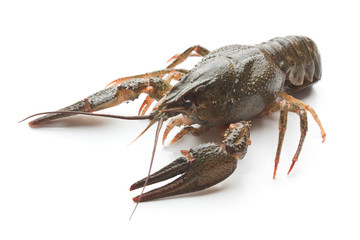 Live crayfish
