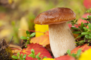 cep mushroom in forest