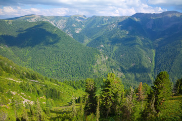 Top view of forest mountains