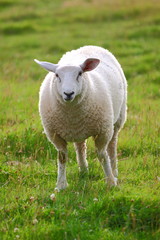 Obraz na płótnie Canvas Schaf auf grüner Wiese