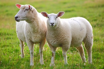 Naklejka na ściany i meble Dwie owce na łące