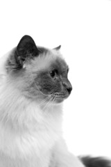 profil de chat Sacré de Birmanie