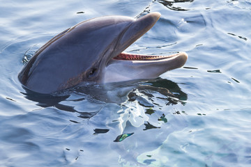 Bottlenose dolphin or Tursiops truncatus looking up