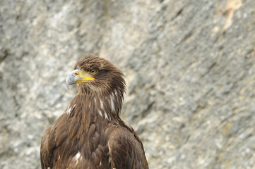 raptor at falconry show #2