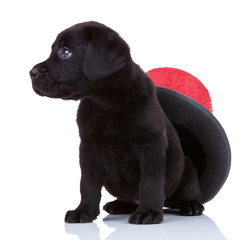 cute little black labrado