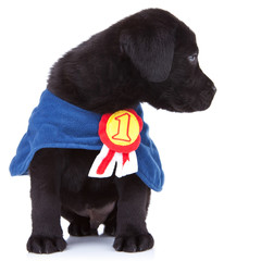 little champion
