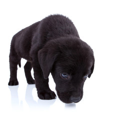 labrador retriever sniffing