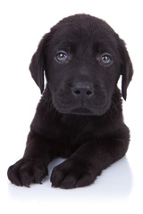 curious little black labrador