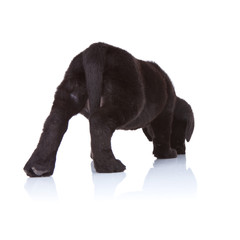 black labrador retriever puppy sniffing