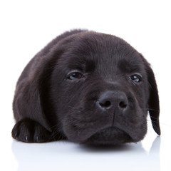 tired  black labrador