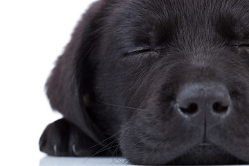 labrador retriever sleeping