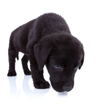 Labrador Retriever Sniffing