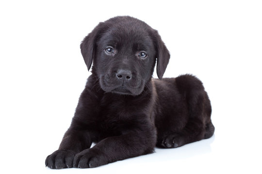 labrador retriever puppy